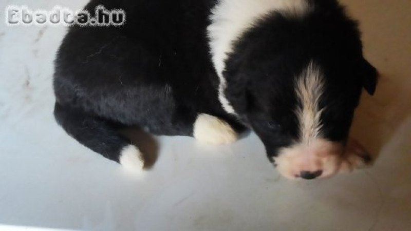 Border Collie kiskutya