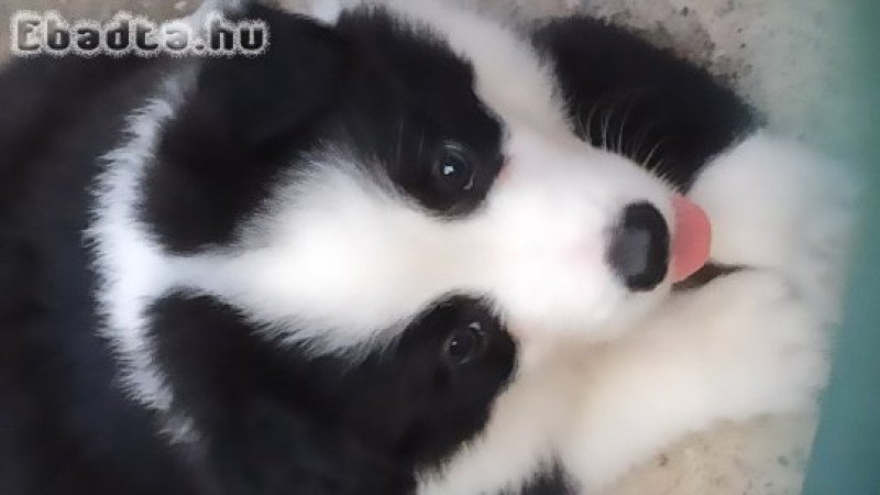 Border Collie kiskutya