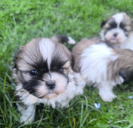 shih-tzu