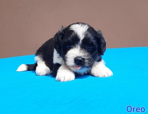 Bichon Havanese