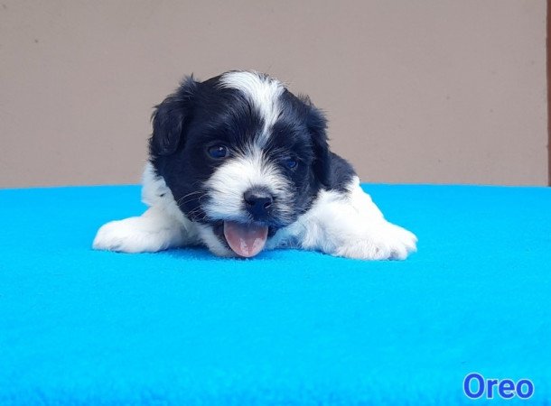 Bichon Havanese