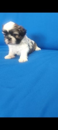 Shih-Tzu