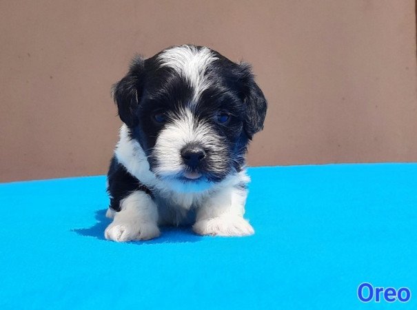 Bichon Havanese