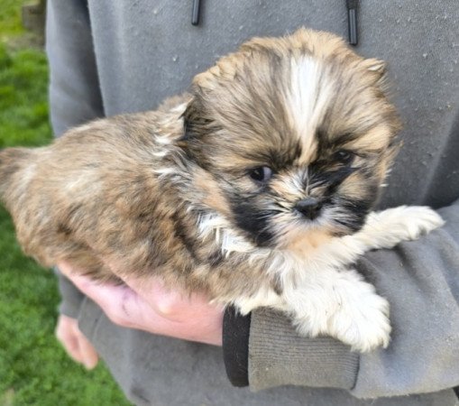 shih-tzu