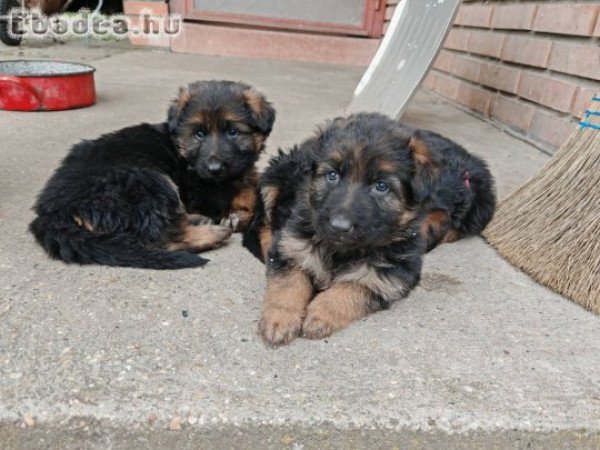 Eladó ónémetjuhász kiskutyák