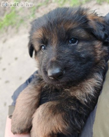 Eladó ónémetjuhász kiskutyák