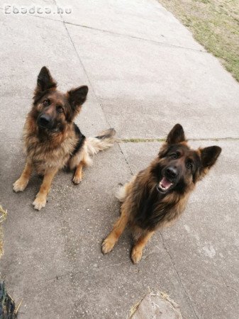 Eladó ónémetjuhász kiskutyák