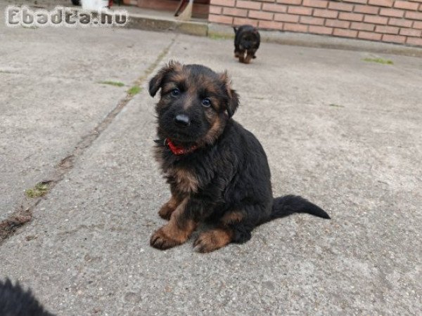 Eladó ónémetjuhász kiskutyák