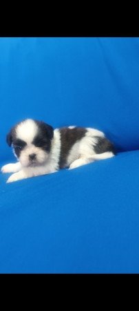 Shih-Tzu