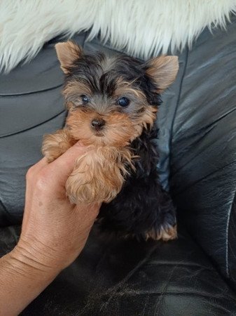 yorki , yorkshire terrier