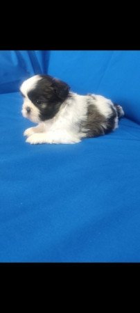Shih-Tzu