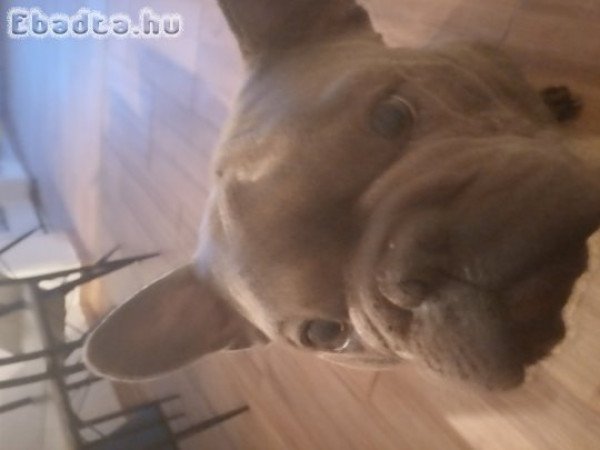 Francia bulldog ingyen elvihető felszereléssel