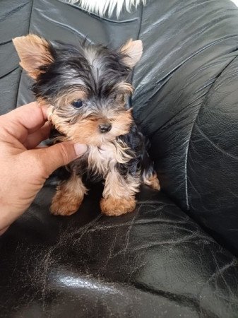 yorki , yorkshire terrier