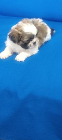 Shih-Tzu