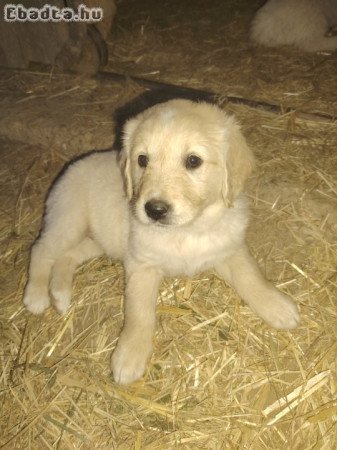 Golden retriever kiskutyák, fajtiszta