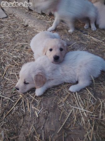 Golden retriever kiskutyák, fajtiszta