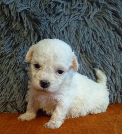 Bichon havanese