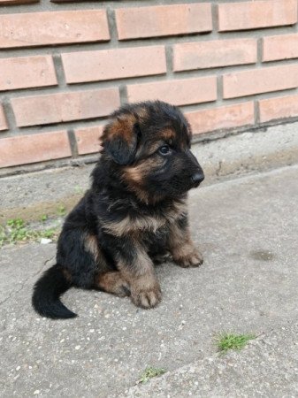 Ónémetjuhász