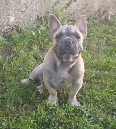 francia bulldog