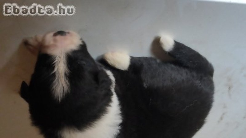 Border Collie kiskutyák