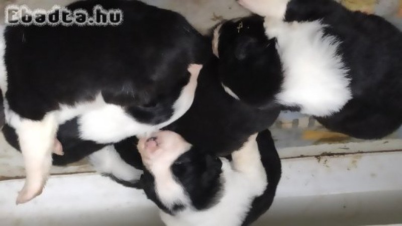 Border Collie kiskutyák