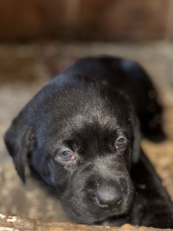 Labrador retriwer