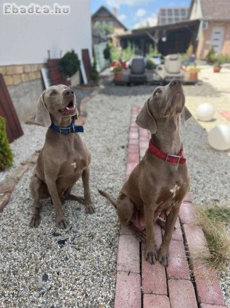 Weimari vizsla kölykök