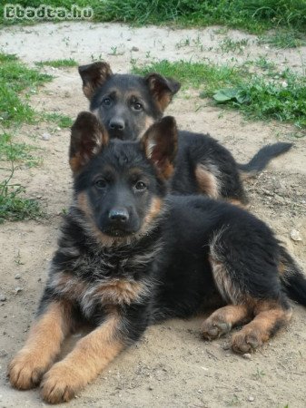 Németjuhász kutyusok