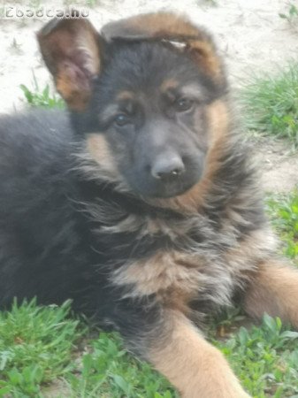 Németjuhász kutyusok