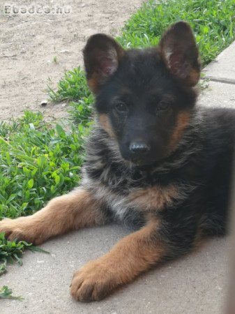 Németjuhász kutyusok