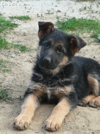 Németjuhász kutyusok