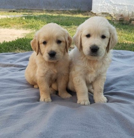 Golden retriever