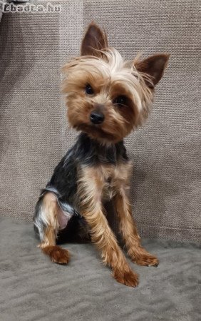 Yorkshire Terrier Szuka kutyus