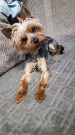 Yorkshire Terrier Szuka kutyus