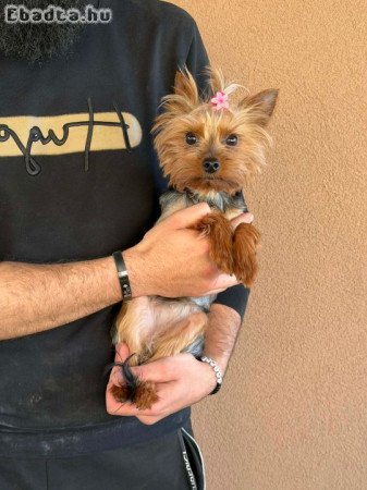 Yorkshire Terrier Szuka kutyus