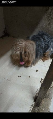 Yorkshire Terrier kan kutyus