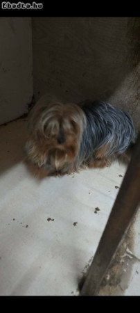 Yorkshire Terrier kan kutyus