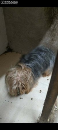 Yorkshire Terrier kan kutyus