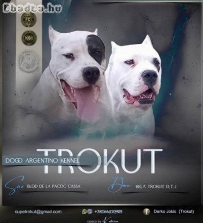 Dogo Argentino, kölykök