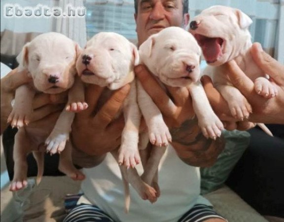 Dogo Argentino, kölykök