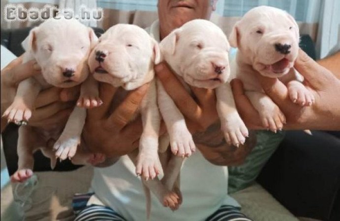 Dogo Argentino, kölykök