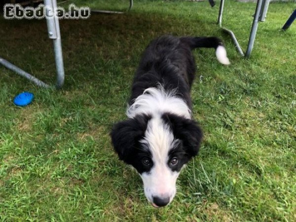 Border collie