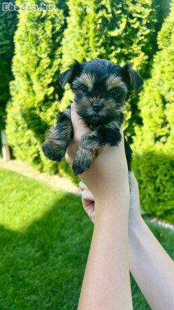 Mini Yorkie kislányok