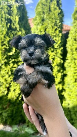 Mini Yorkie kislányok