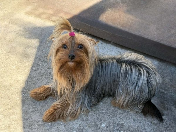 Yorkshire terrier