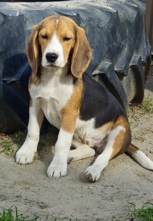 Beagle