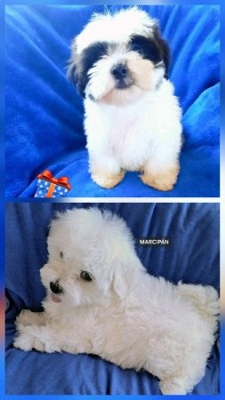 Bichon havanese