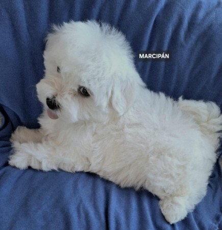 Bichon havanese