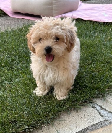 Maltipoo