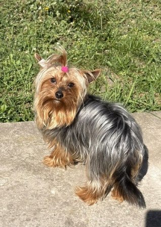 Yorkshire terrier